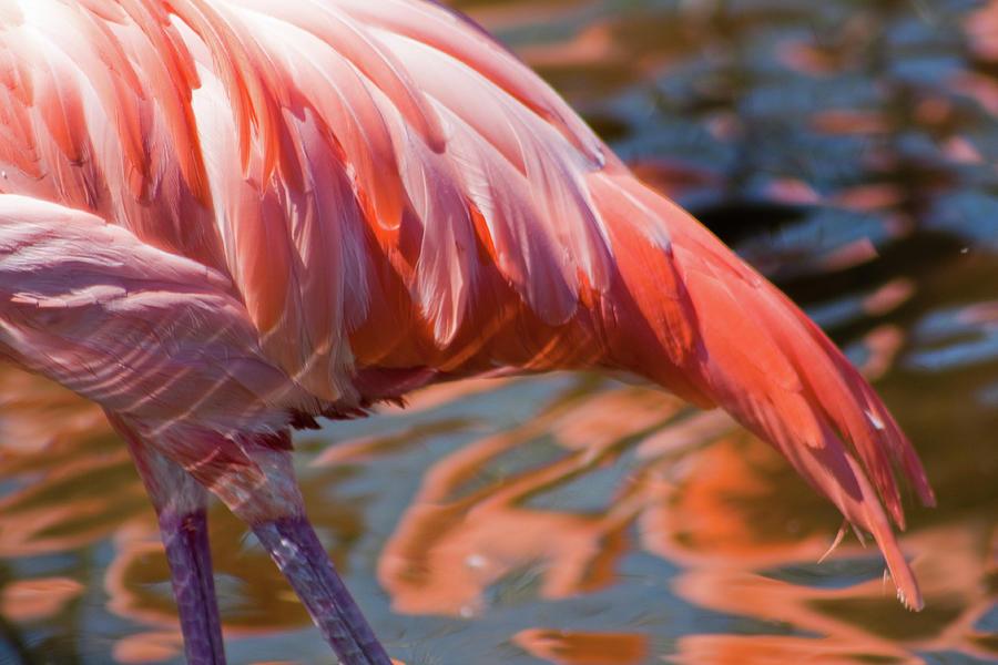 Flamingo Photograph - Flamingo by Ken Yan