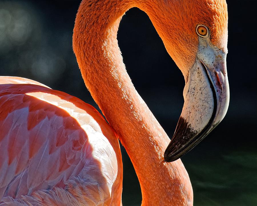 Flamingo Photograph by KJ Swan