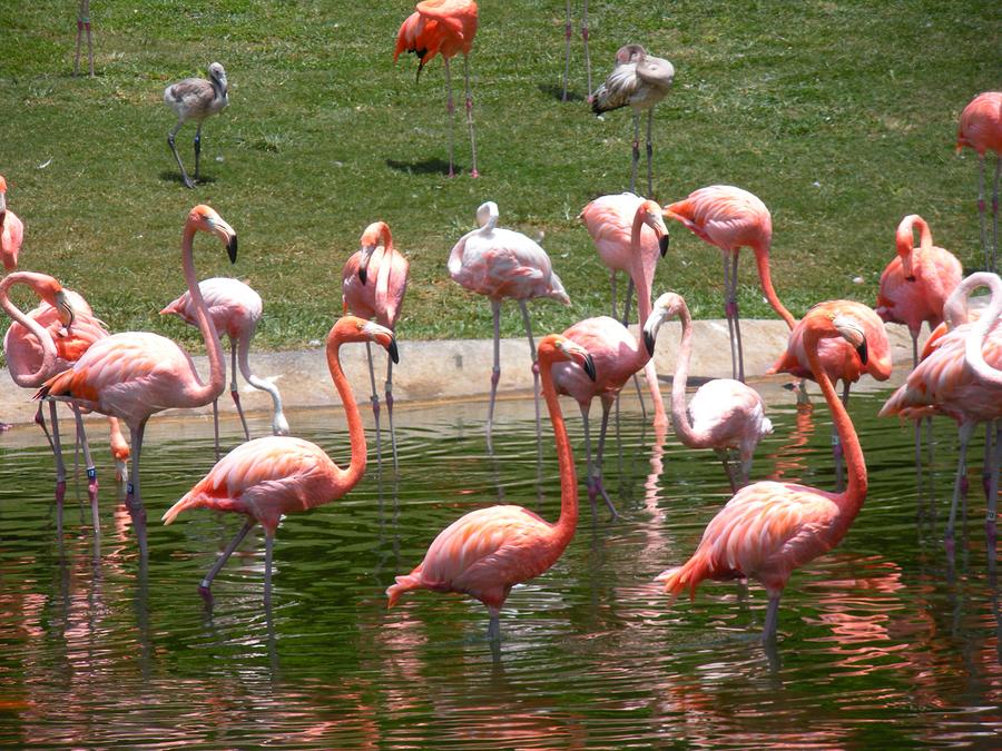Bird Photograph - Flamingo Lake by Maria Bonnier-Perez