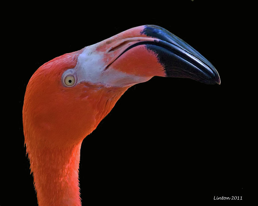 Flamingo Photograph by Larry Linton