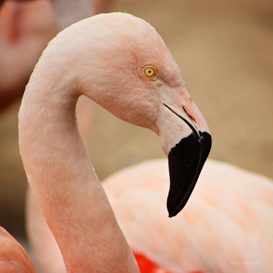 Flamingo Left Photograph by Deana Glenz