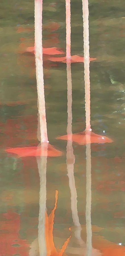 Flamingo Legs Photograph by Laurel Powell