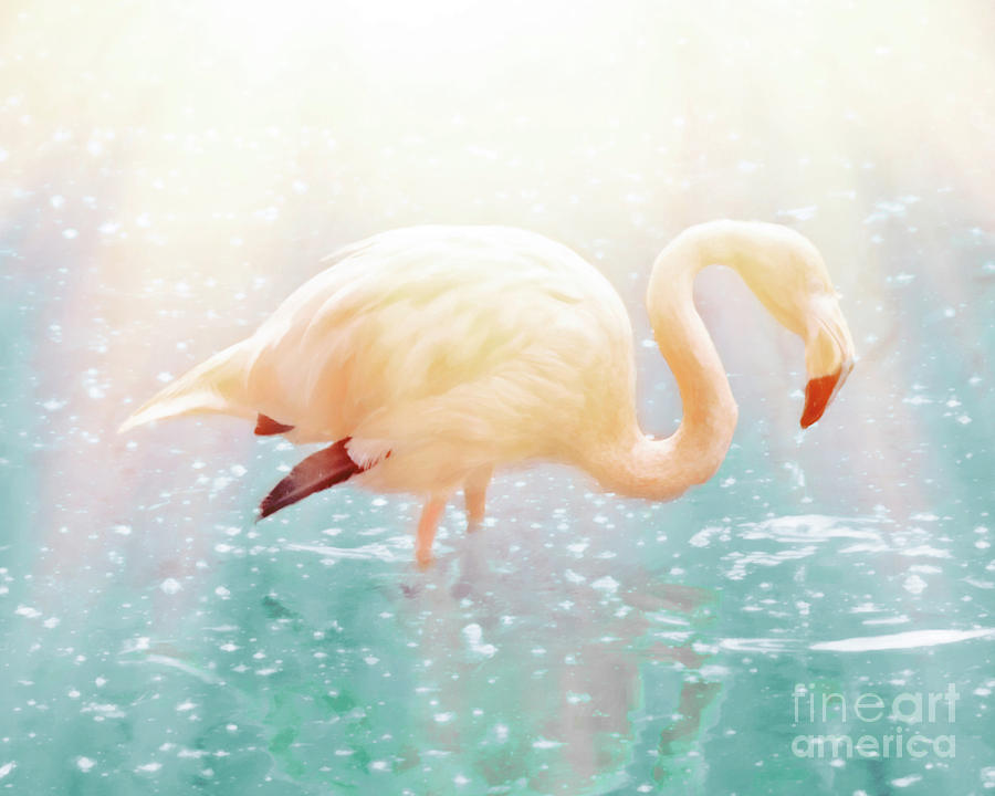 Flamingo Light Photograph by Hal Halli