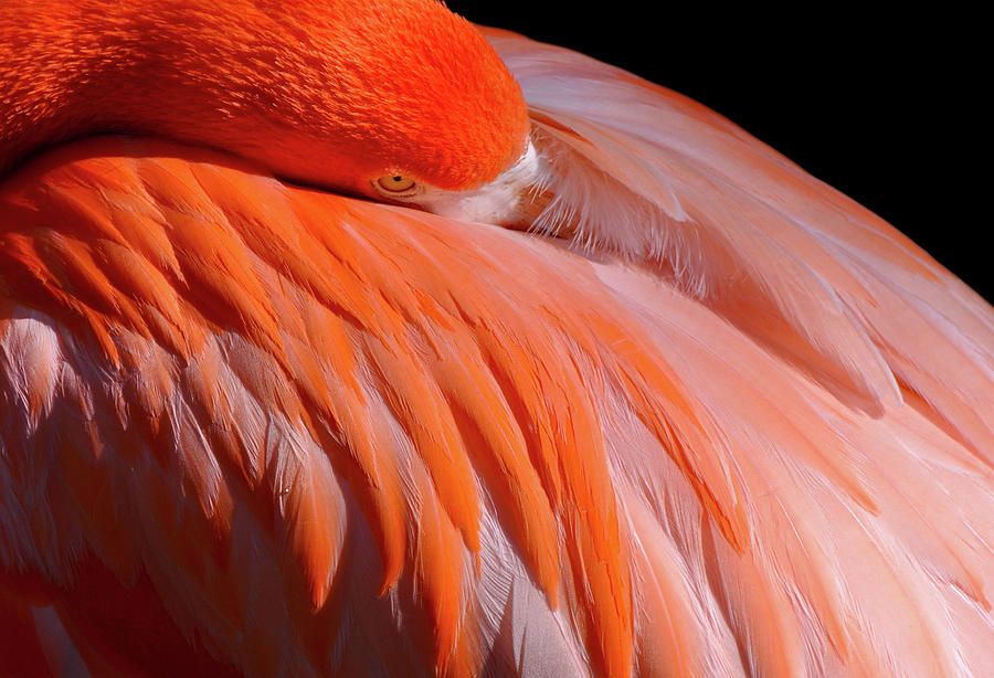 Flamingo Photograph by Lilia S