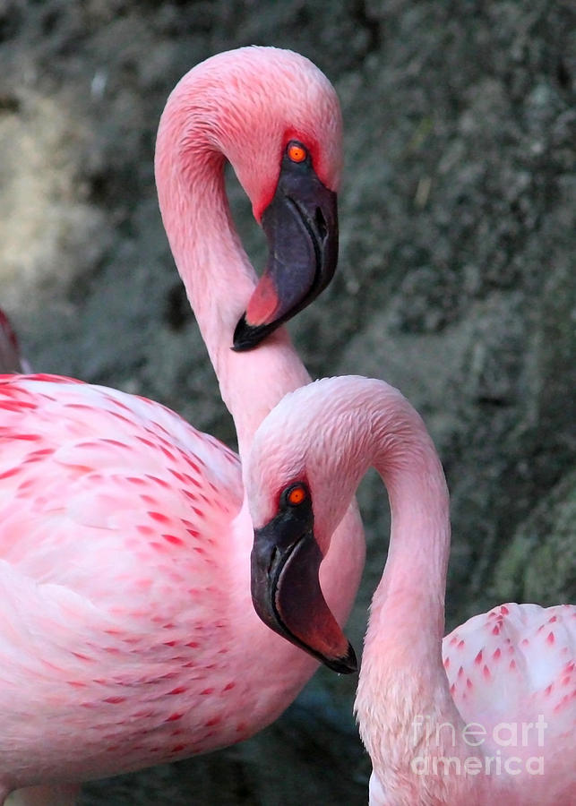 Flamingo Love Birds Photograph by Carol Groenen - Pixels Merch