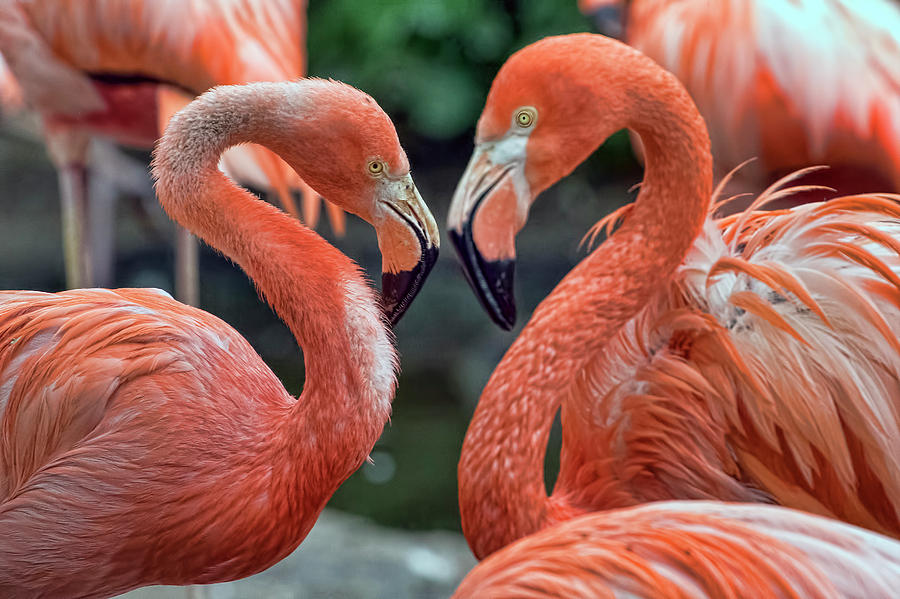Flamingo Love Photograph by Nadia Sanowar