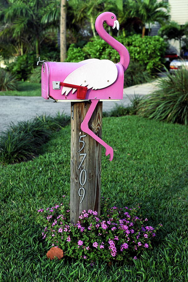 Flamingo Mailbox Photograph by Sally Weigand