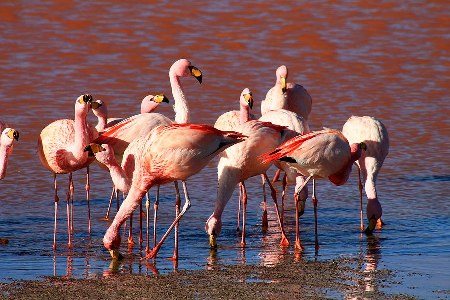 Flamingo Photograph - Flamingo by Mark Nowoslawski