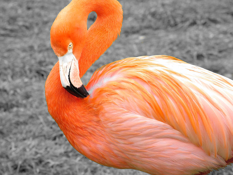 Flamingo Photograph by Martina Fagan