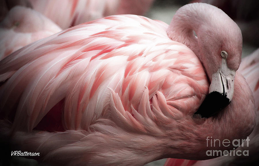 Flamingo Memphis Zoo Photograph by Veronica Batterson