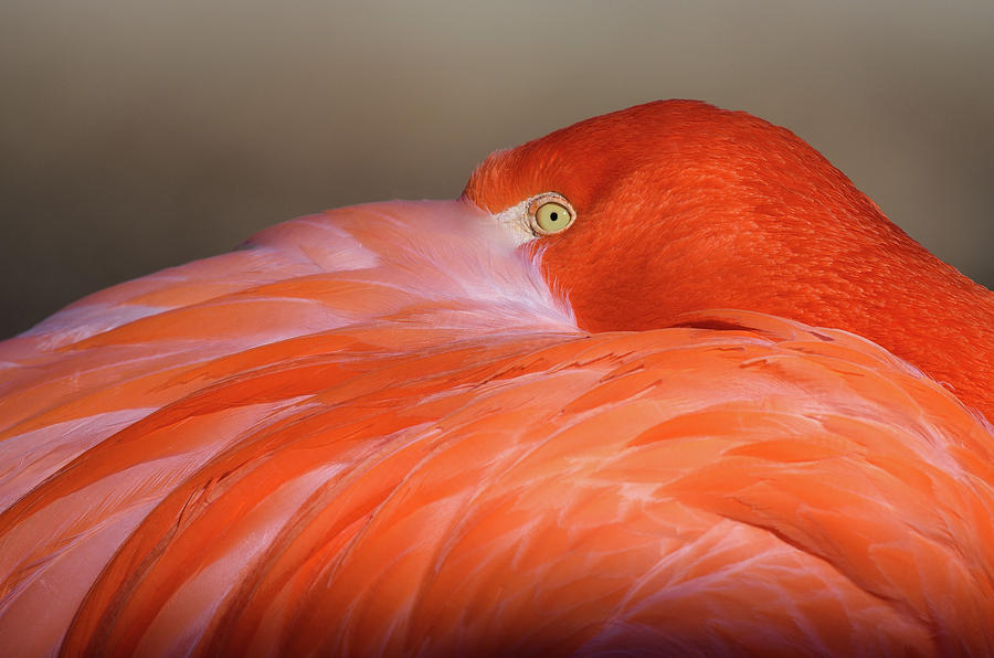 Flamingo Photograph by Michael Hubley