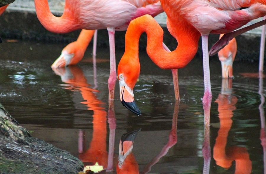 Flamingo Photograph by Michiale Schneider