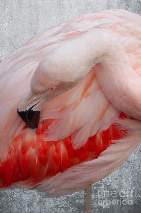 Animal Photograph - Flamingo by MSVRVisual Rawshutterbug