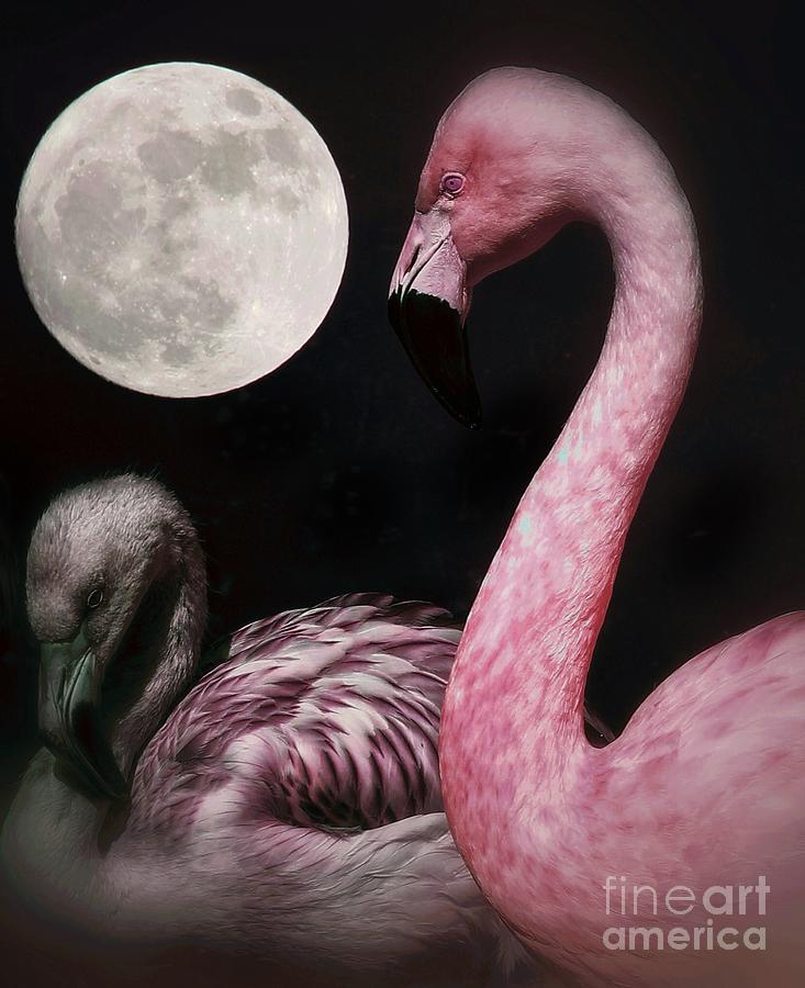 Flamingo Moon  Photograph by Toma Caul