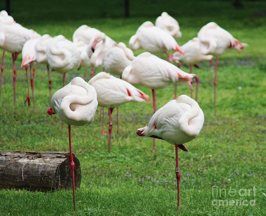Flamingo Photograph - Flamingo Nap Time by Art Kurgin