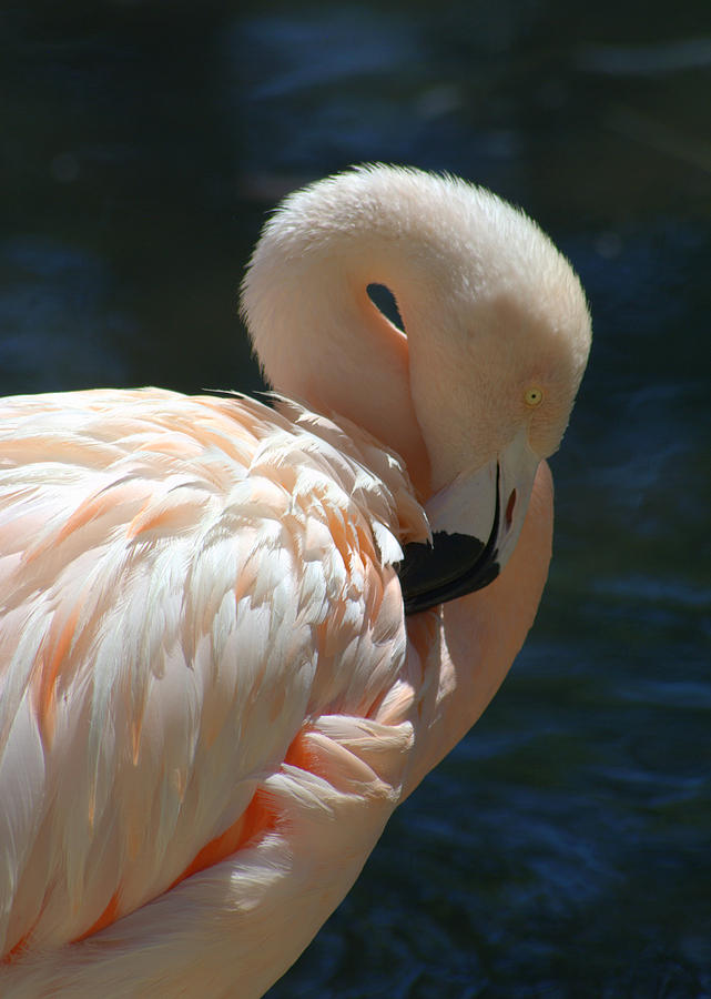 Flamingo  Photograph by Nathan Abbott