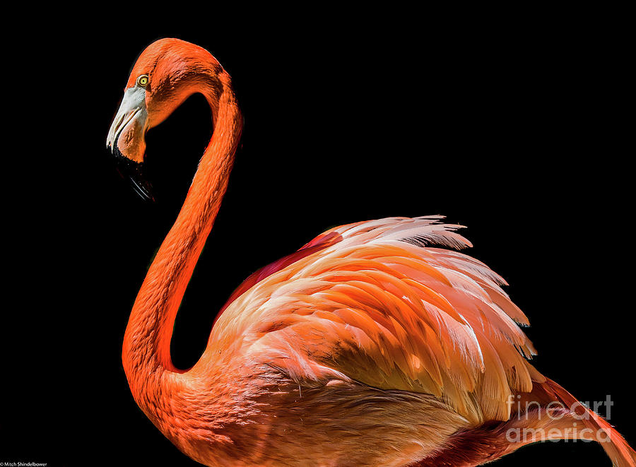 Flamingo On Black Photograph by Mitch Shindelbower
