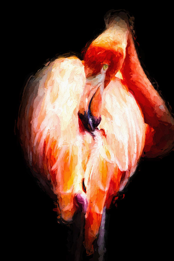 Flamingo Mixed Media - Flamingo On Black by Pati Photography