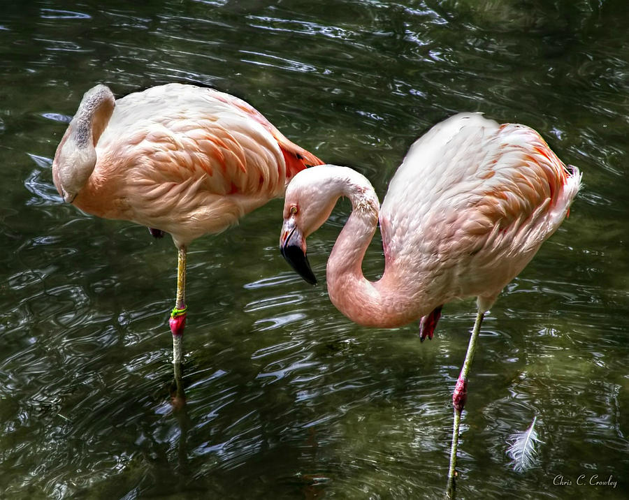 Flamingo Photograph - Flamingo Pair by Chris Crowley