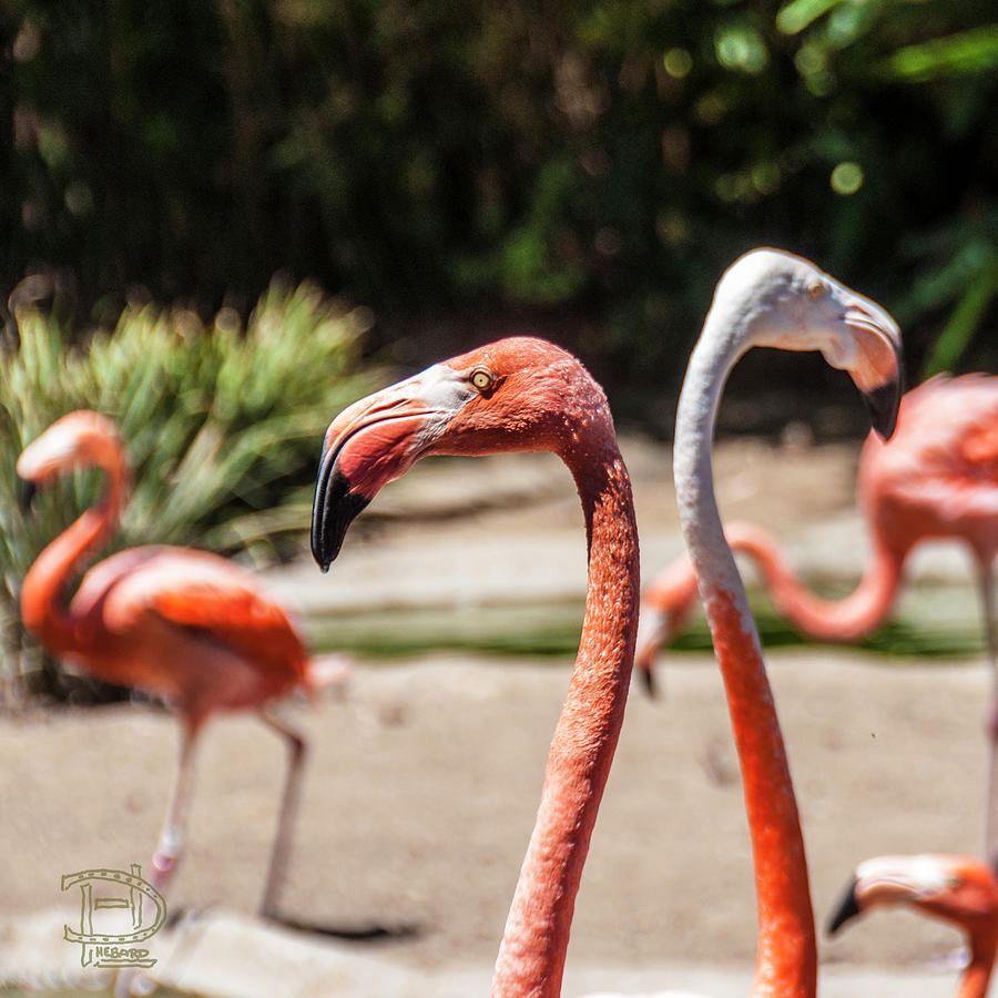 Flamingo Pair Photograph by Daniel Hebard
