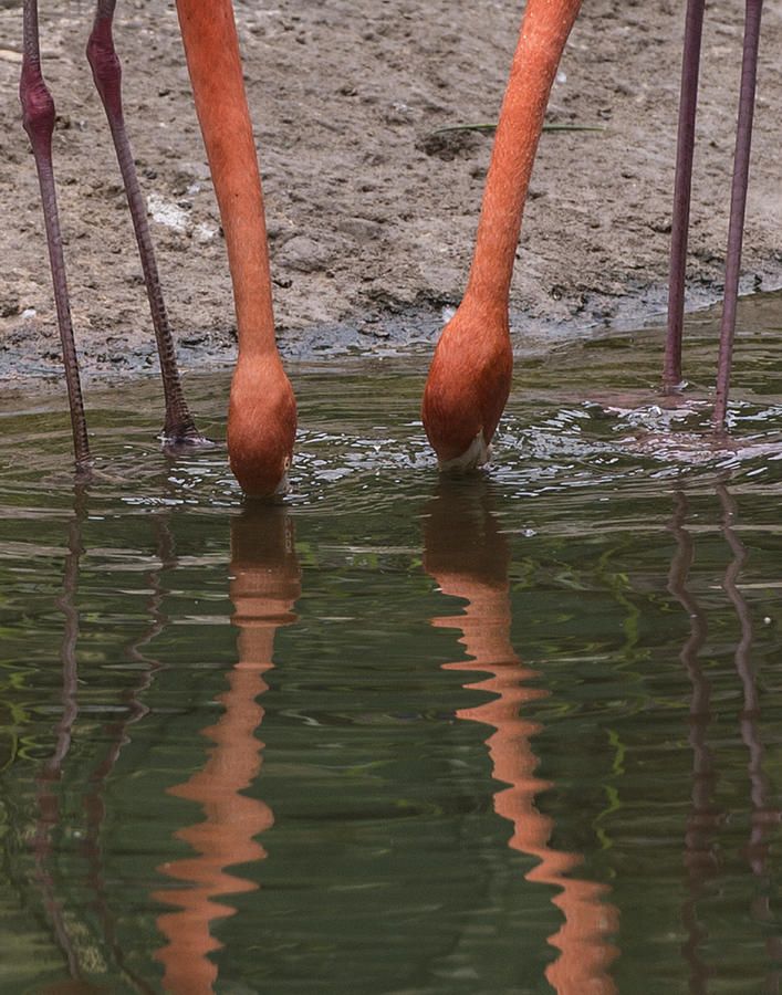 Flamingo Pair Drinking Photograph by William Bitman