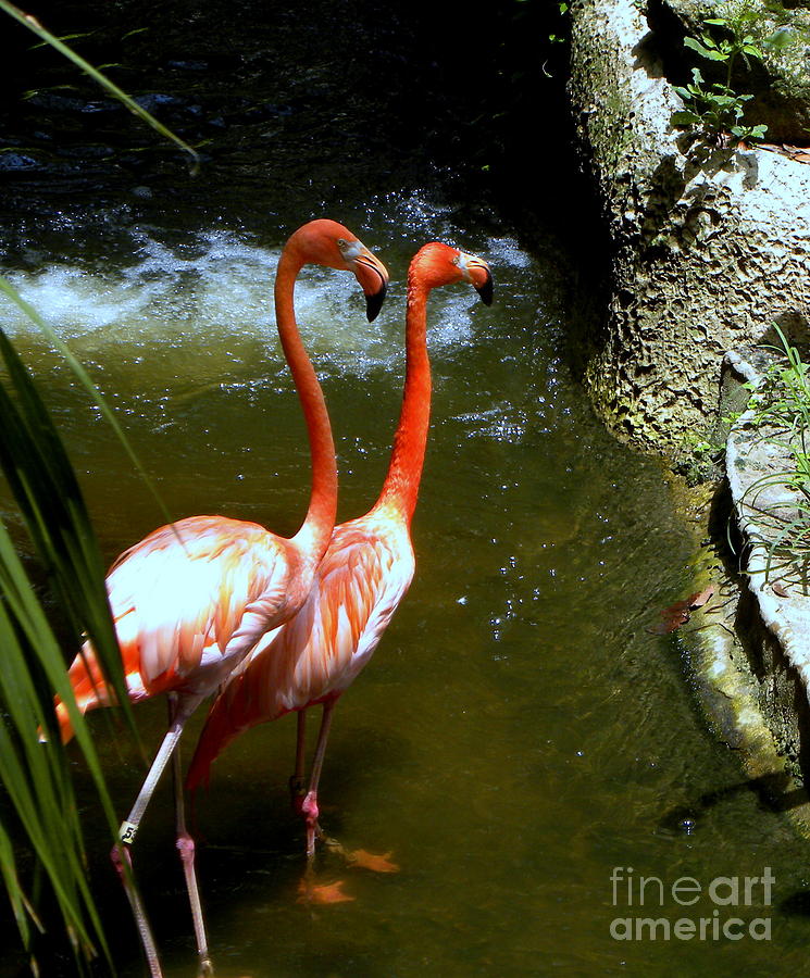 Flamingo Pair Photograph by Terri Mills