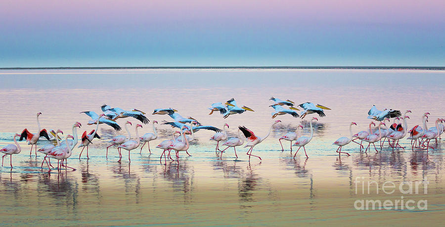 Flamingo Panorama Photograph by Inge Johnsson