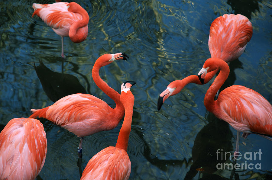 Flamingo Party 1 Photograph by Kathi Shotwell