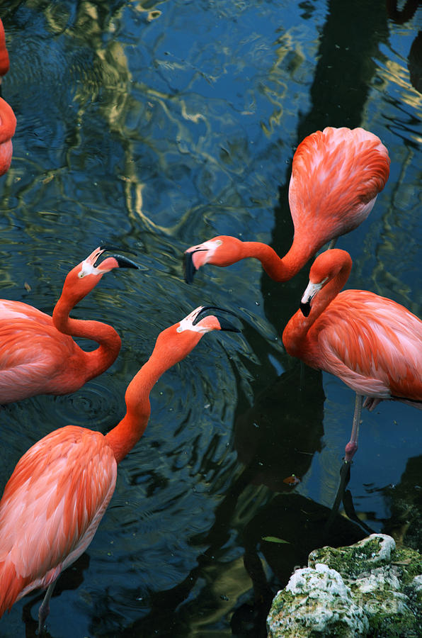 Flamingo Party 2 Photograph by Kathi Shotwell