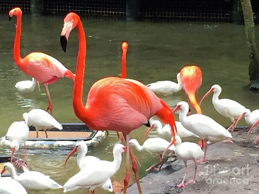 Flamingo Party Photograph by Beth Saffer