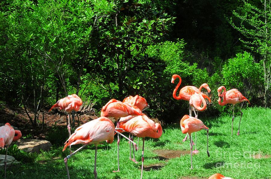 Flamingo Photograph - Flamingo Party by Kathleen Struckle
