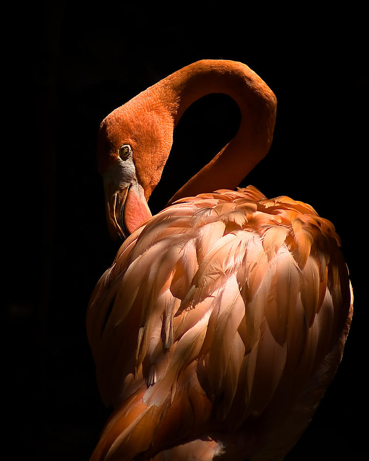 Flamingo Photograph - Flamingo by Patrick  Flynn