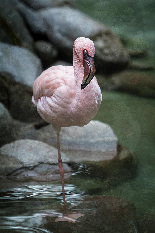 Pink Flamingo #3 Photograph by Patti Deters
