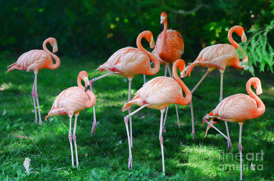 Flamingo Photograph - Flamingo by Paul Ward