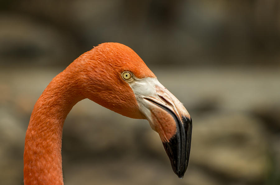Flamingo Photograph by Paulo Goncalves