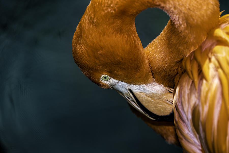 Pattern Photograph - Flamingo by Pete Federico Pattern Photograph - Flamingo by Pete Federico