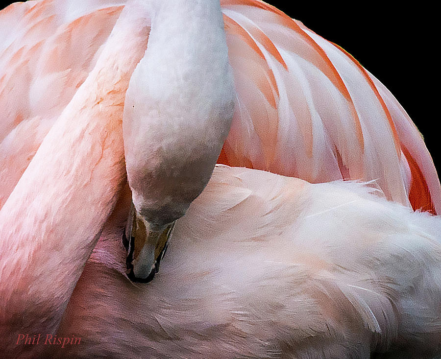 Feather Photograph - Flamingo by Phil And Karen Rispin