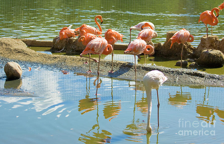 Flamingo pink and white Photograph by Irina Afonskaya