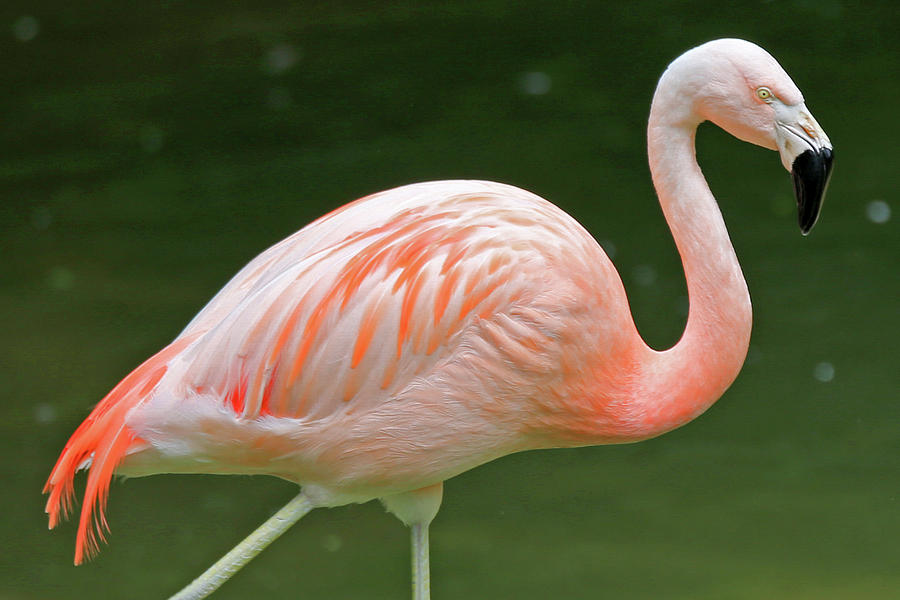 Flamingo Pink Photograph by Lynn Sprowl