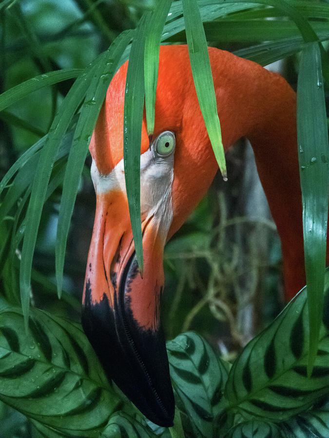 Flamingo Playing Peek-A-Boo Photograph by Bob Slitzan