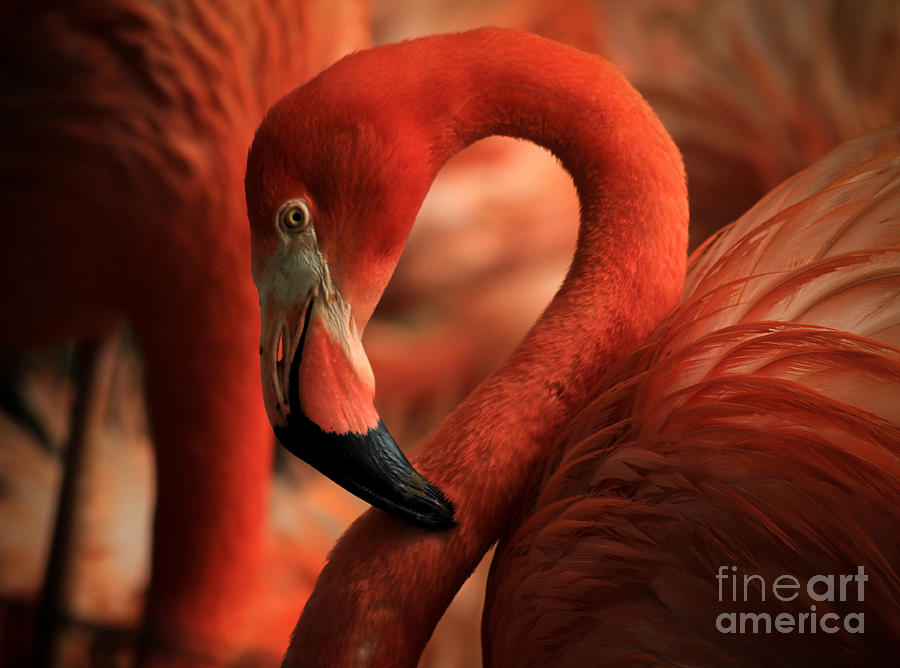 Flamingo Photograph - Flamingo Poised by Toma Caul