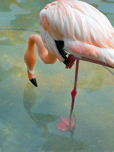 Flamingo Photograph - Flamingo Pond by Mafalda Cento