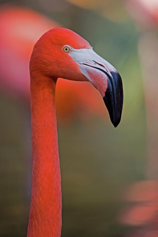 Flamingo Portrait - Sacramento Zoo Photograph by Randall Ingalls - Fine Art  America