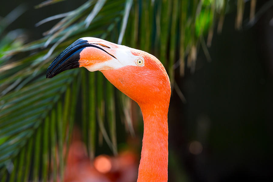 Flamingo Portrait Photograph by Allan Morrison
