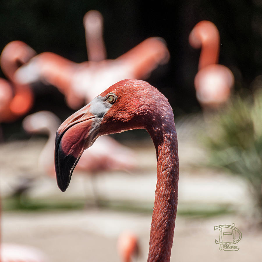 Flamingo Portrait Photograph by Daniel Hebard