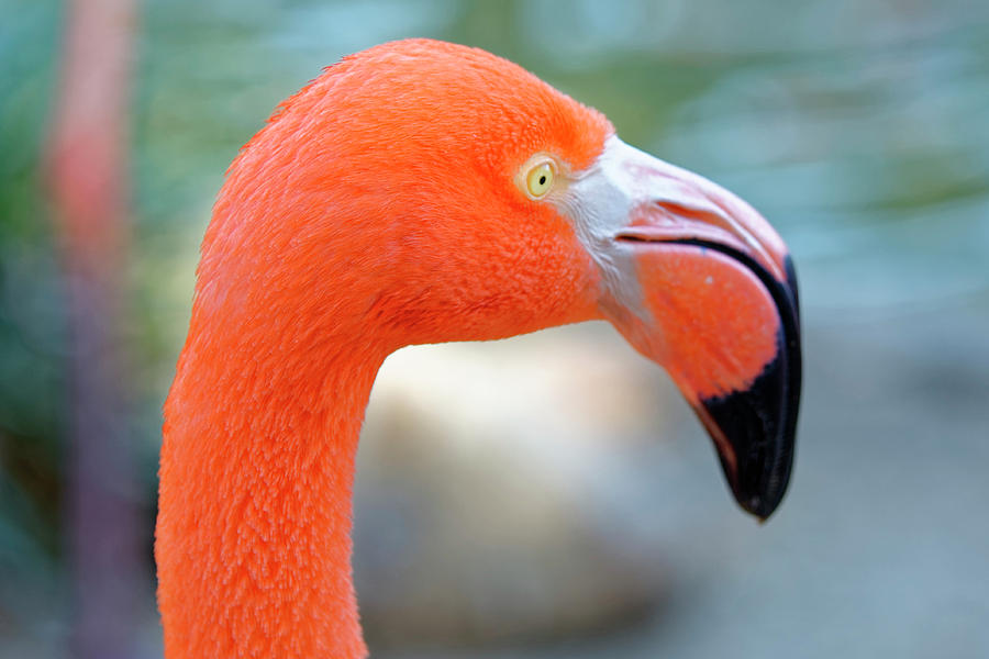 Flamingo portrait Photograph by Peter Ponzio