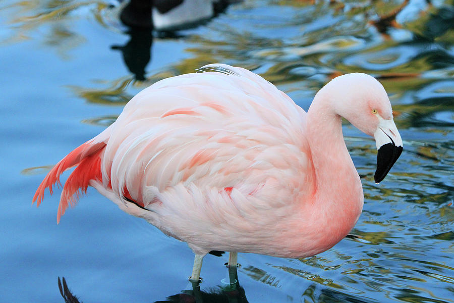 Flamingo Pose Photograph by Shoal Hollingsworth