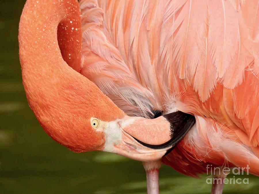 Flamingo Preening Photograph by Beth Myer Photography