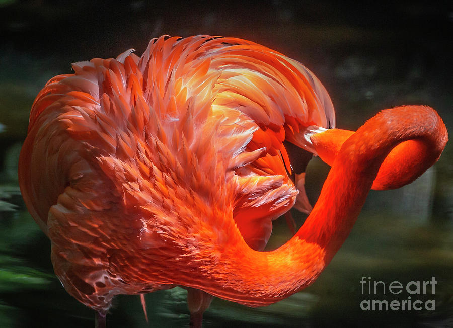 Flamingo Preening Photograph