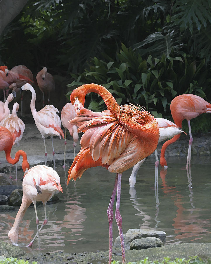 Flamingo Photograph - Flamingo Preening IMG_2898 by Torrey E Smith